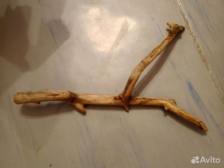 Коряга покупали в зоо магазине