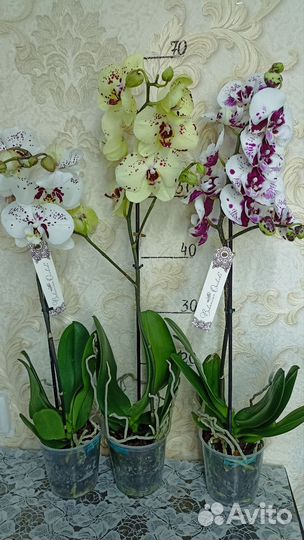 Орхидеи на один цветонос