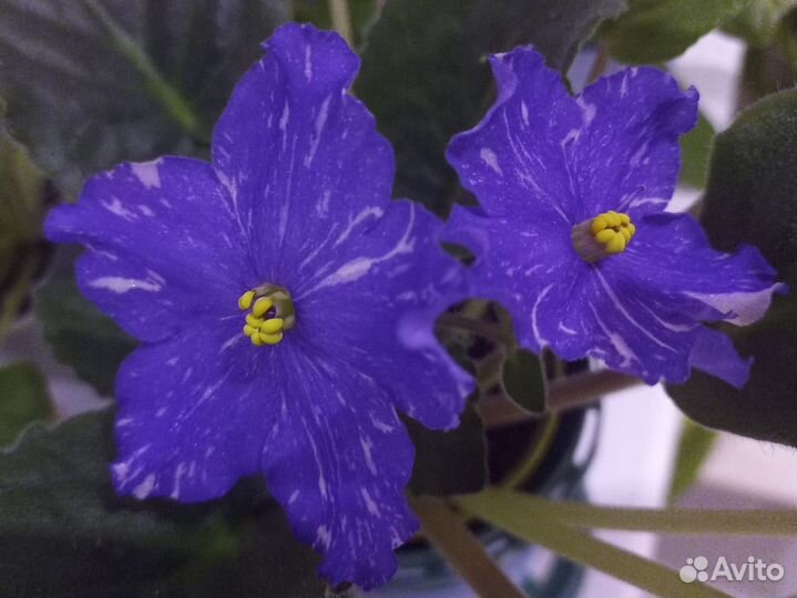 Фиалка лист разные сорта