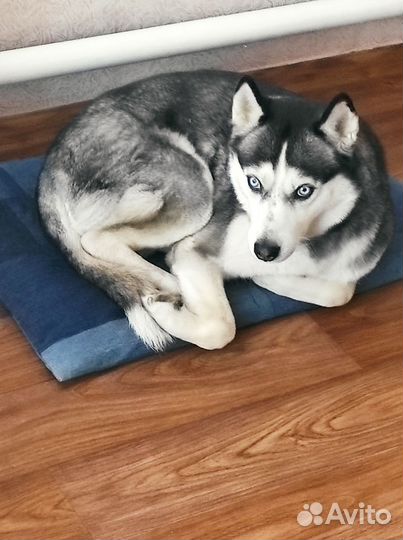 Передержка собак и кошек