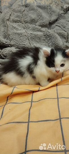 Сибирская кошка