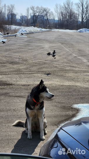 Сибирский хаски