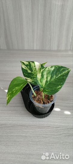 Сциндапсус