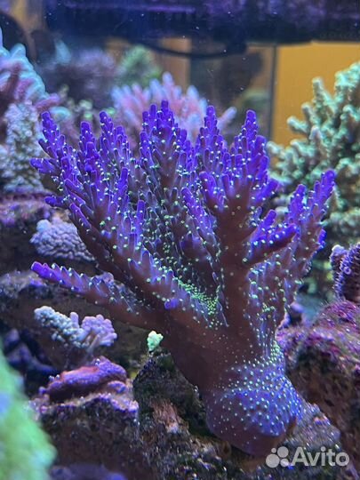 Фраги спс, lps и мягких кораллов актиния
