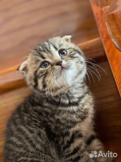 Шотландский вислоухий котенок