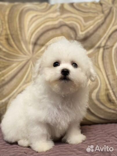 Бишон фризе