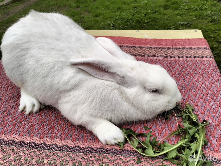 Крупные породы кролики мясные