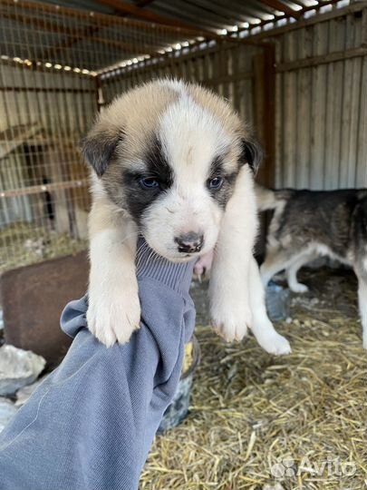 Щенки хаски в добрые руки