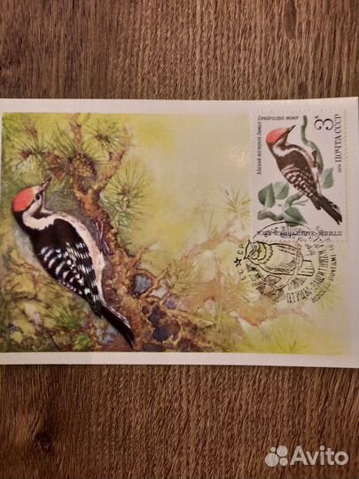 Картмаксимумы коллекция 5шт 