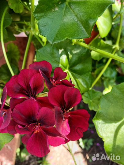 Пеларгония Tommy в кашпо