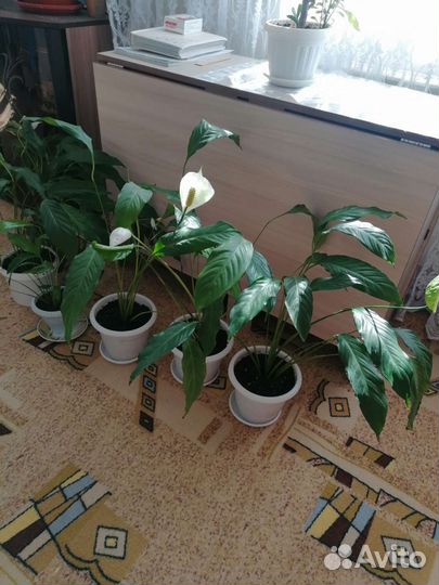 Спатифиллум(женское счастье)