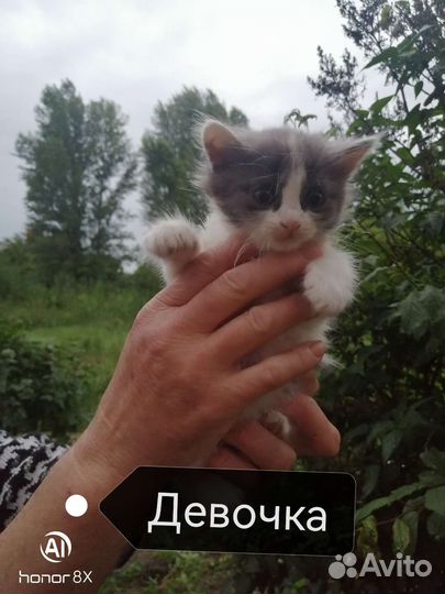Кошка