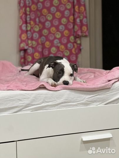 Аренда собаки слуги апокалипсиса