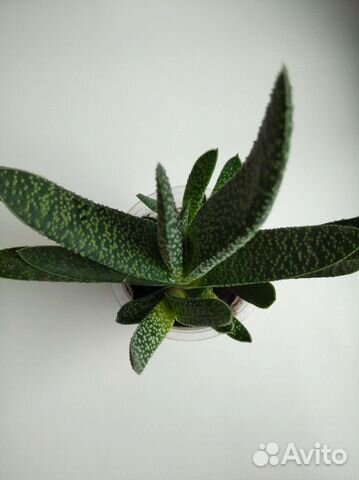 Суккуленты