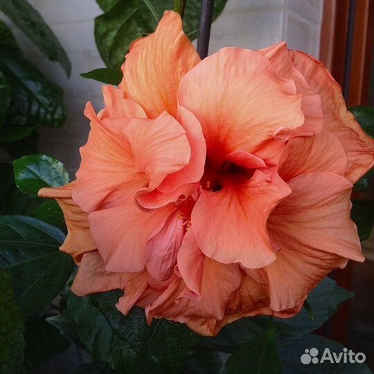 Гибискус китайская роза лалуна