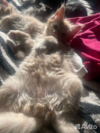 Котята мейн-кун