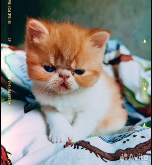 Экзотический котенок Редс