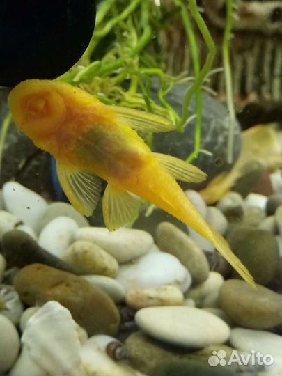 Рыбы,улитки,сомы