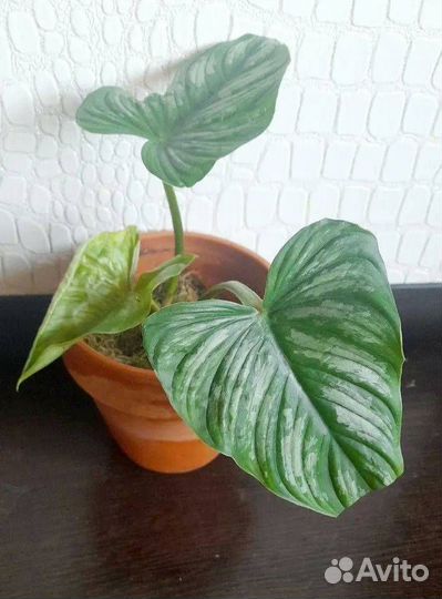 Филодендрон, замиокулькас,алоказия