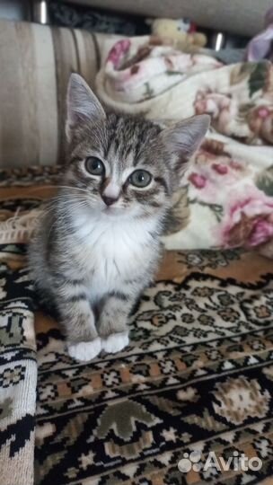 Котёнок в дар