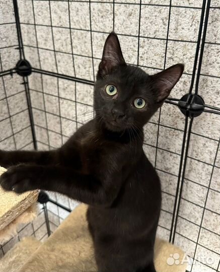 Котик в добрые руки