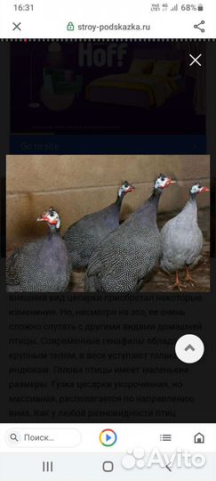 Перепела от 22.07.23г