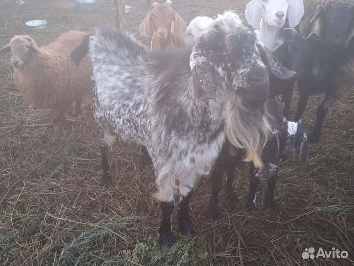 Нубийские козы