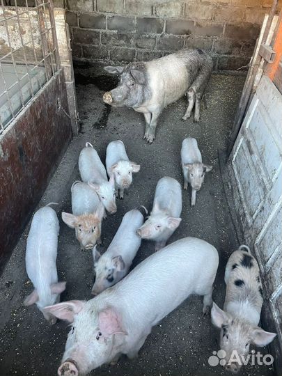 Поросята