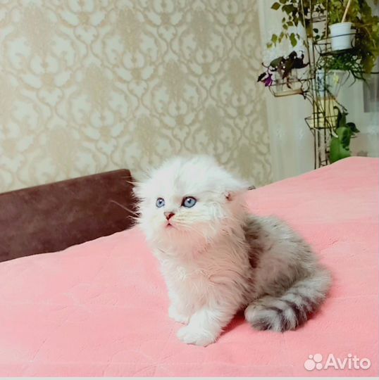 Котёнок Шотландская вислоухая Хайленд