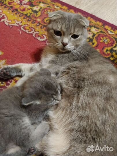 Кошка вислоухая