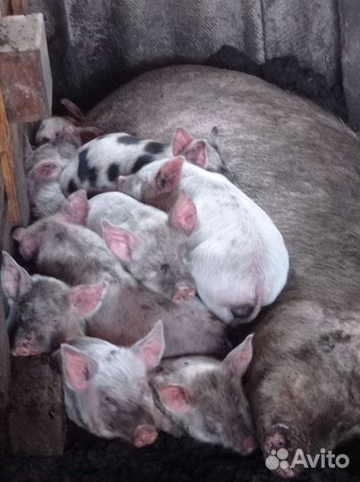 Поросята