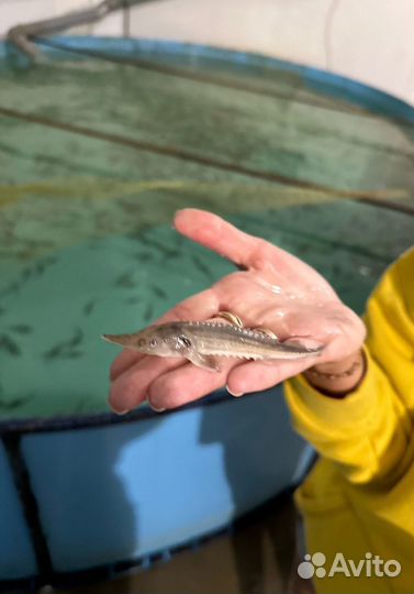 Рыба для аквариума и для пруда