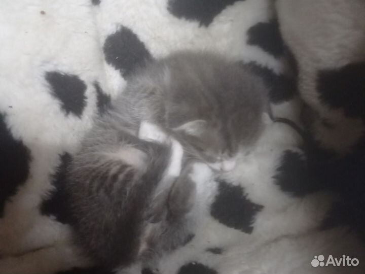 Продаются котята