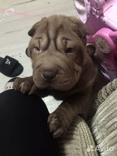 Шарпей щенок
