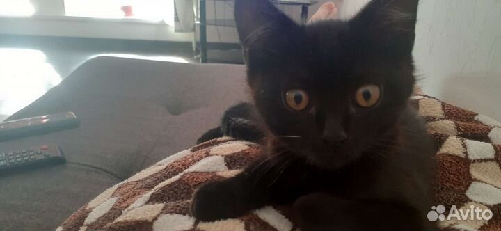 Котик в добрые руки 6 месцев