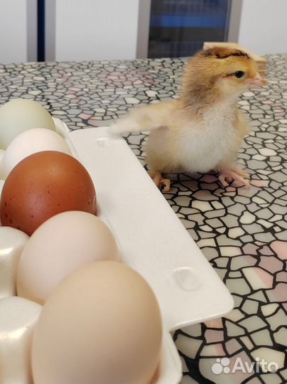 Цыплята Бройлеры, несушки цветные цыплята