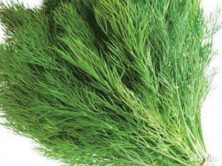 Семена овощей и зелени (на июль и не только)