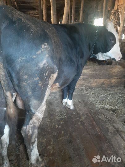 Быки на племя