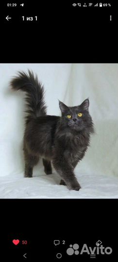 Кошка