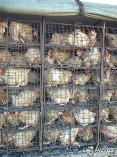 Куры молодки несушки