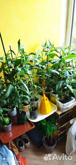 Каланхое лечебное