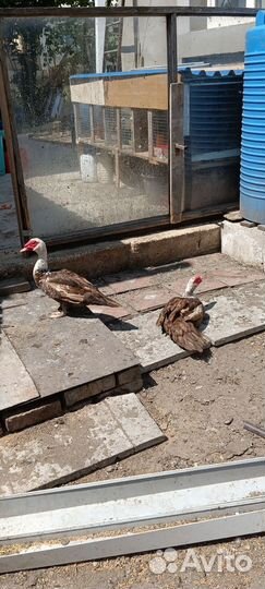 3шт Индоутака