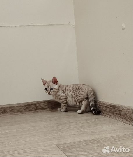 Бенгальские котята