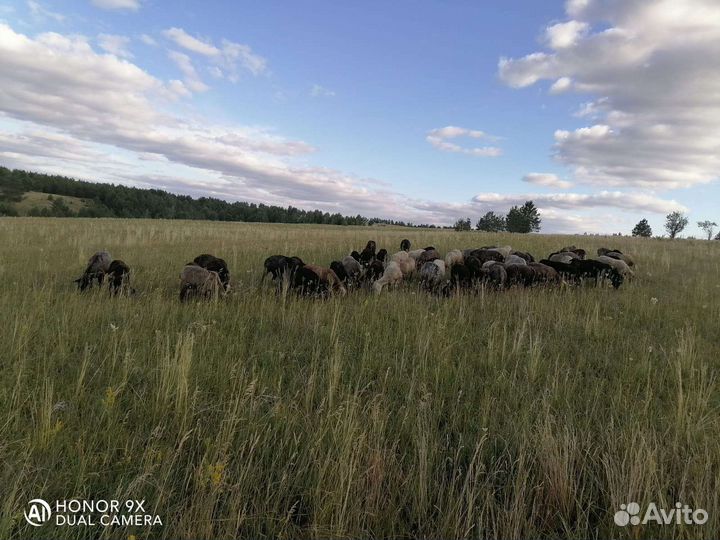 Овцы бараны