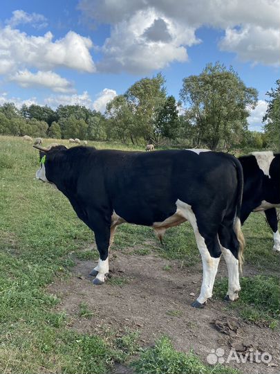 Быки на племя