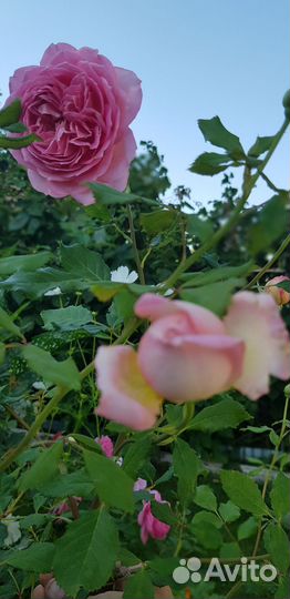 Розы трехлет. Боскобель, Джубили селебрейшн остин