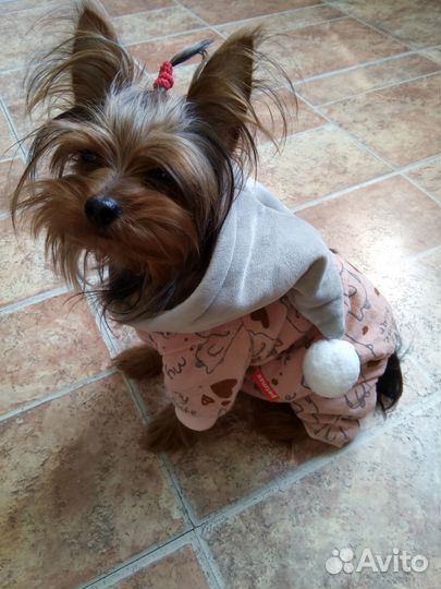 Передержка собак мелких пород