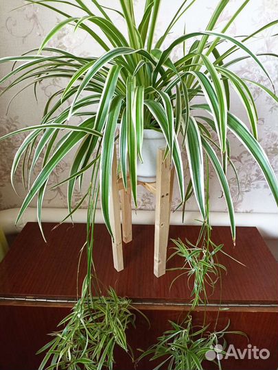 Хлорофитум