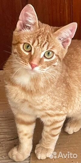 Котенок рыжий ищет дом в дар в добрые руки