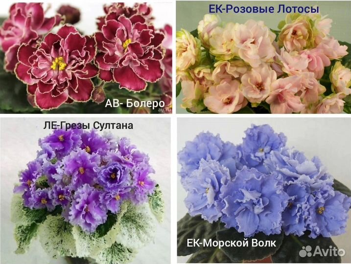 Фиалки листья